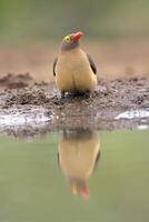 rood gefactureerd ossenpikker, bufaag erythrorhynchus, reflecterend in waterpoel, kwazulu natal provincie, zuiden Afrika foto