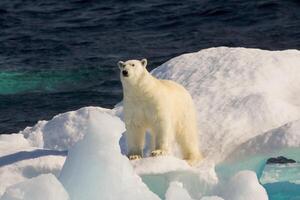 polair beer Aan drijvend ijs, Davis zeestraat, labrador zien, labrador, Canada foto