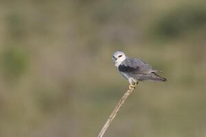 zwart gevleugeld vlieger, elanus caeruleus, neergestreken Aan een tak, kwazulu natal provincie, zuiden Afrika foto