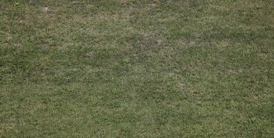 visie van bovenstaand van een groen met gras begroeid Oppervlakte gebruikt net zo een sport- veld- voor activiteiten Leuk vinden golf basketbal voetbal of Amerikaans voetbal. achtergrond van een gazon tapijt en een natuurlijk structuur foto
