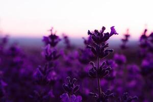 lavendel bloem veld- detailopname Aan zonsondergang, vers Purper aromatisch bloemen voor natuurlijk achtergrond. ontwerp sjabloon voor levensstijl illustratie. paars lavendel veld- in Provence, Frankrijk. foto