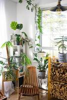 tropisch binnen- planten in de interieur kamer wit zolder in land huis, houten meubilair, brandhout voor haard in zonlicht. kamerplant groeit en zorgzaam voor ingemaakt plant, groen huis in huisje foto