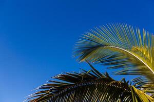 kokosnoot palm boom met blauw lucht, mooi tropisch achtergrond foto