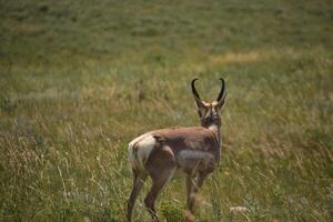 op zoek tussen de gewei van een Gaffelbok buck foto