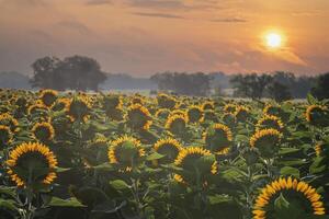 zonsopkomst over- een zonnebloem boerderij foto