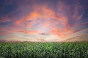 zonsopkomst over- een veld- van maïs Aan een zuivel boerderij foto