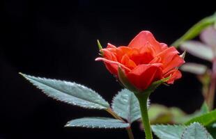 close-up kleine roos genaamd damastroos, kleur oude roos, met bloemblaadjes en lagen bloemen, natuurlijk licht, buiten foto