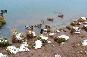 groep wild eenden zwemmen in winter meer in de buurt kust foto