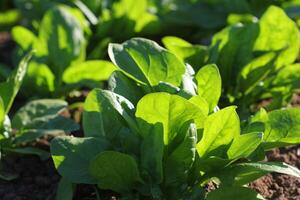 vers biologisch bladeren van spinazie in de tuin foto
