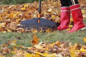 vrouw schoonmaak omhoog gedaald bladeren met hark, buitenshuis. herfst werk foto