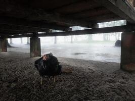 kippen wie waren nemen onderdak onder de verdieping platform van de regenbui buiten foto