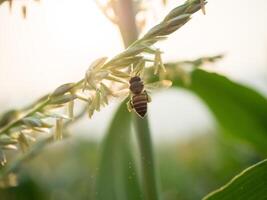 honing bij arbeider verzamelen stuifmeel van bloem van zoet maïs, vliegen, bestuiven, nectar, geel stuifmeel ,insect, hommel, macro horizontaal fotografie, zomer en voorjaar achtergronden, kopiëren ruimte. foto