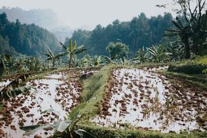 onderzoeken sentul bogor spectaculair watervallen en Woud paden. een wandelen avontuur met vrienden in Gunung pancar. verbijsterend fotografie - geweldig Indonesië foto