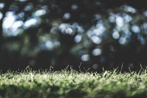 voorjaar groen gras met wazig achtergrond foto