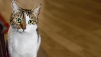 schattige kat met groene ogen binnenshuis. mooi fotoconcept van hoge kwaliteit foto