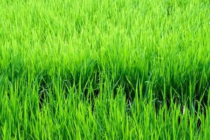 rijstveldlandschap in thailand, groene achtergrond foto