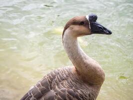 grijs gans, bruin hoofd in meer foto