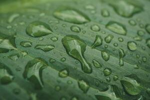 druppels Aan de groen fabriek blad in de tuin in regenachtig dagen foto