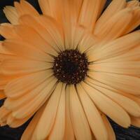 mooi geel calendula in de tuin, pot goudsbloem foto