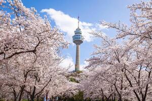 kers bloesems bloeiend in voorjaar Bij e-wereld 83 toren een populair toerist bestemming. in daegu, zuid Korea. foto