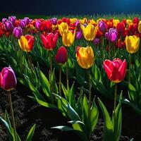 ai gegenereerd ongelooflijk mooi veelkleurig tulpen in de nacht weide foto
