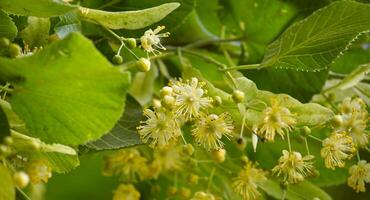 linde boom Afdeling prominent weergeven bladeren en bloemen foto