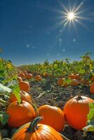 ai gegenereerd veld- van pompoenen met zon instelling foto