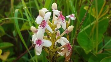 dichtbij omhoog van wit bloemen of pseuderanthemum foto