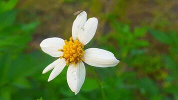 dichtbij omhoog biden pilosa of wit bloem groeit in de tuin foto