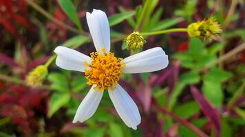 dichtbij omhoog biden pilosa of wit bloem groeit in de tuin foto