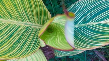 dichtbij omhoog van bont canna lelie bladeren foto