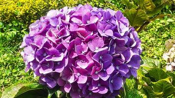 mooi hortensia bloemen in de tuin foto