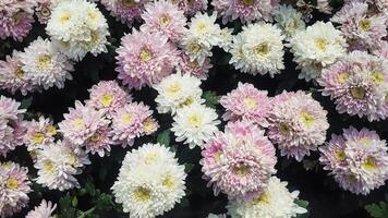 aster bloem in guci orchidee tuin tegal regentschap foto