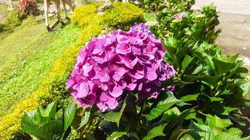 mooi hortensia bloemen in de tuin foto
