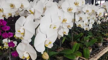 dichtbij omhoog van maan orchidee bloem of phalaenopsis amabilis foto
