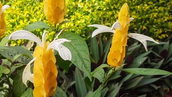 mooi geel bloem, pachystachys lutea, bloemen Aan groen bladeren achtergrond foto