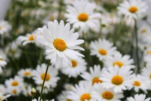 madeliefje bloemen in natuur. wit en geel madeliefjes zijn de symbool van de lente. foto