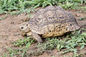 luipaard schildpad, stigmatisering Pardalis, kwazulu natal provincie, zuiden Afrika foto