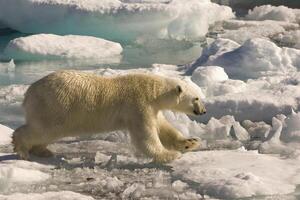 polair beer jumping Aan drijvend ijs, Davis zeestraat, labrador zien, labrador, Canada foto