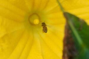 honing bijen nadering geel pompoen bloemen foto