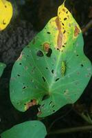 een klein insect zit Aan een heel vers groen blad foto