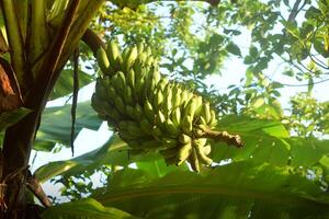 bananen toenemen in de omgeving van de tuin foto