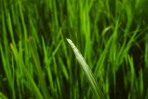 de gras blootgesteld naar dauw in de ochtend- foto