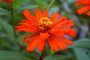 een rood zinnia bloem groeit in de dorp foto