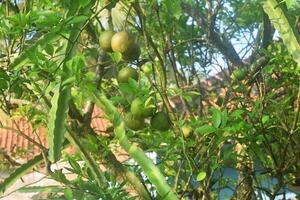 groen sinaasappels toenemen Aan een schaduwrijk boom foto