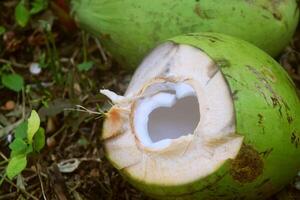 vers groen kokosnoot is nu al geschild foto