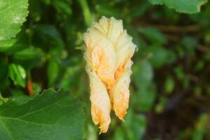 geel pompoen bloemen toenemen maar hebben niet nog bloeide foto