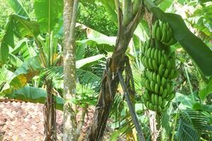 een bundel van heel vers groen bananen foto