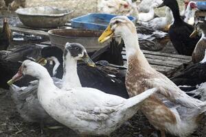 de vogelstand boerderij. foto