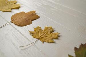 verzameling van herfst bladeren Aan een wit houten achtergrond met kopiëren ruimte foto
